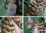 Calliope - Bengal Kitten For Sale - 