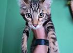 Houdini - Bengal Kitten For Sale - 