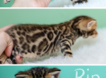 Rip - Bengal Kitten For Sale - 