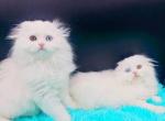 Yin and Yang - Scottish Fold Kitten For Sale - Conroe, TX, US