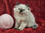 Pink - Himalayan Kitten For Sale - 