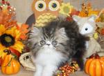 Show Quality Tabby and White Bi Color - Persian Kitten For Sale - 