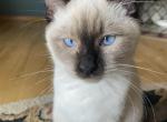 Sequim Tipsy - Siamese Kitten For Sale - Sequim, WA, US