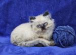 Blue - Himalayan Kitten For Sale - 