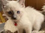 Red of Snowflakes - Siamese Kitten For Sale - Sequim, WA, US