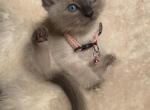 Pink of a snowflakes - Siamese Kitten For Sale - Sequim, WA, US