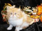 Red Tabby and White Bi Color female Persian Kitten - Persian Kitten For Sale - 