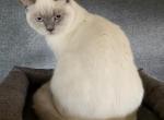 Sequim Zefir - Scottish Straight Kitten For Sale - Sequim, WA, US