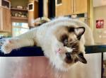 Brad Pitt - Ragdoll Cat For Sale - Lakeville, MN, US