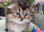 Barbie - Scottish Fold Kitten For Sale - Davenport, FL, US