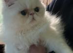 Samuel and Princess - Persian Kitten For Sale - Santa Clara, CA, US