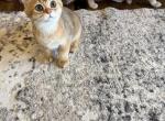 Golden Scottish straight - Scottish Straight Kitten For Sale - 