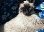 Juniper - Siamese Kitten For Sale - Henderson, NV, US