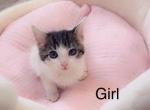 Princess - Domestic Kitten For Sale - Vancouver, WA, US