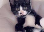 Mitten paws - Domestic Kitten For Sale - Vancouver, WA, US