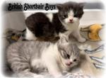 Pretty babies - British Shorthair Kitten For Sale - Adair, OK, US