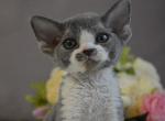 Sambo - Devon Rex Kitten For Sale - Norwalk, CT, US