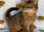 Magelan - Somali Kitten For Sale - Miami, FL, US