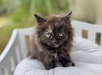 Molly - Ragamuffin Kitten For Sale - 