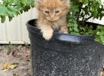 Tommy - Ragamuffin Kitten For Sale - 