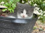 Max - Ragamuffin Kitten For Sale - 