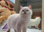 Scottish Straight Shorthair female - Scottish Straight Kitten For Sale - Parkland, FL, US