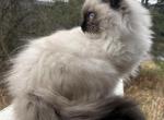 Tsunami - Ragdoll Kitten For Sale - 