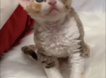 Super cute - Devon Rex Kitten For Sale - Rancho Cucamonga, CA, US