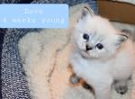 Dove Seal Lynx Ragdoll  Genesis Litter - Ragdoll Kitten For Sale - 