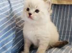 Abundance Seal Lynx Ragdoll  Genesis Litter - Ragdoll Kitten For Sale - Lititz, PA, US