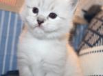 Abundance Seal Lynx Ragdoll  Genesis Litter - Ragdoll Kitten For Sale - Lititz, PA, US