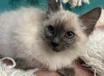 Willow - Balinese Kitten For Sale - Adams, WI, US