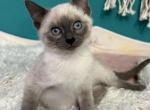 Koko - Siamese Kitten For Sale - Adams, WI, US