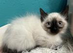 Fluffy - Balinese Kitten For Sale - Adams, WI, US