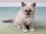 Muffin - Snowshoe Kitten For Sale - Adams, WI, US