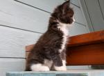 Helene - Maine Coon Kitten For Sale - 