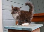 Hammerhead - Maine Coon Kitten For Sale - 