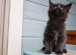 Hoosier - Maine Coon Kitten For Sale - 