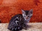 Bengal babies - Bengal Kitten For Sale - 