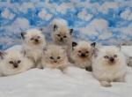 Christmas kittens - Ragamuffin Kitten For Sale - 