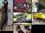 Charcoal Bengal Kitten Ready Now - Bengal Kitten For Sale - 