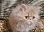 Lilac Tabby Persian Kitten - Persian Kitten For Sale - South Boston, VA, US