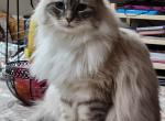 Bastet - Siberian Cat For Sale - Monroe, CT, US