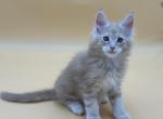 Andrey - Maine Coon Kitten For Sale - Hollywood, FL, US