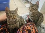 Tiger1 and Tiger2 - Domestic Kitten For Sale - 