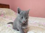 Fern and Niko Litter - Russian Blue Kitten For Sale - Hallsville, MO, US