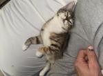 Pepper - Domestic Kitten For Sale - 