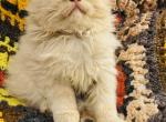 Punkin - Persian Kitten For Sale - Lewisville, TX, US