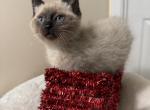 Seal Point Siamese - Siamese Kitten For Sale - Gurnee, IL, US