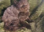 Misty - Persian Kitten For Sale - Lewisville, TX, US